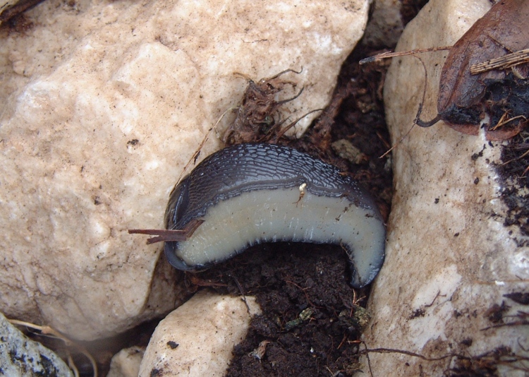 Un Limax sp.n. da Monti di Meta (FR) piacciono i cetrioli